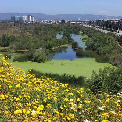 Ballona Wetland view